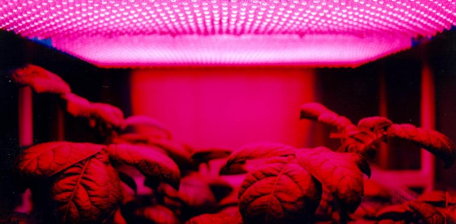 Before You Buy Know These Features of LED Grow Lights