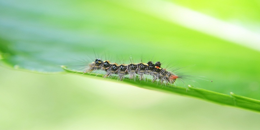Top 5 Benefits of Hiring a Pest Control Company