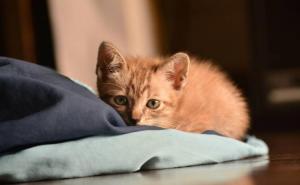 Indoor Cats: How to Keep Them Happy and Healthy