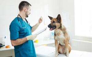 Counter-acting Side-Effects of Dog Autoimmune Hemolytic Anemia Medication