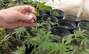 A Guide to Buy Hemp Clones and What Are the Benefits!